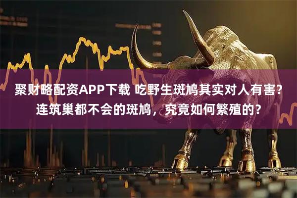 聚财略配资APP下载 吃野生斑鸠其实对人有害？连筑巢都不会的斑鸠，究竟如何繁殖的？